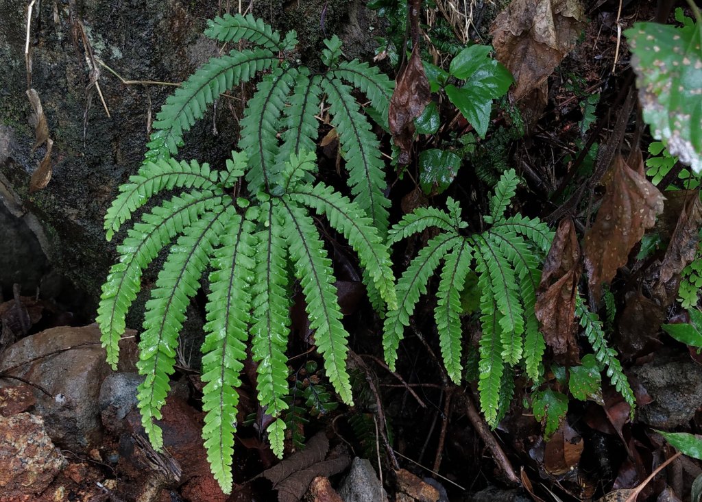 Adiantum hispidulum - decompound leaf