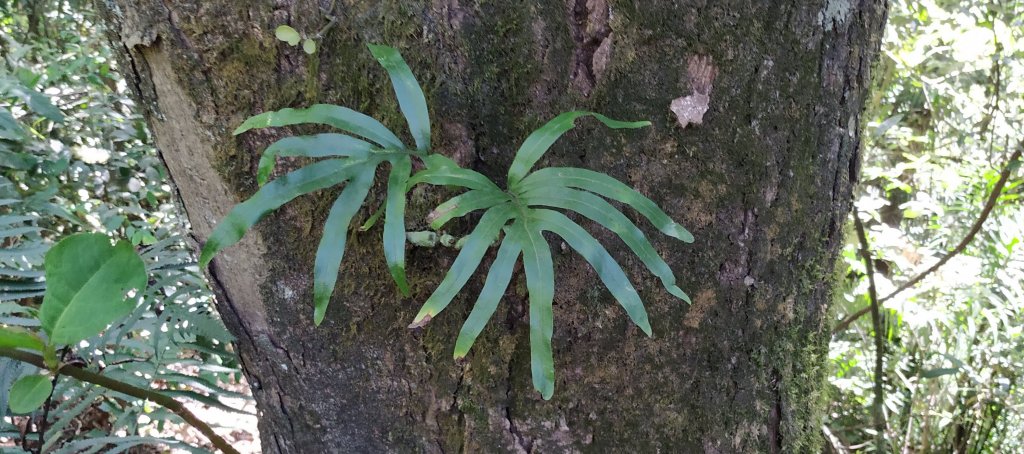 Fern - Compound leaves -  - Happy Botanist