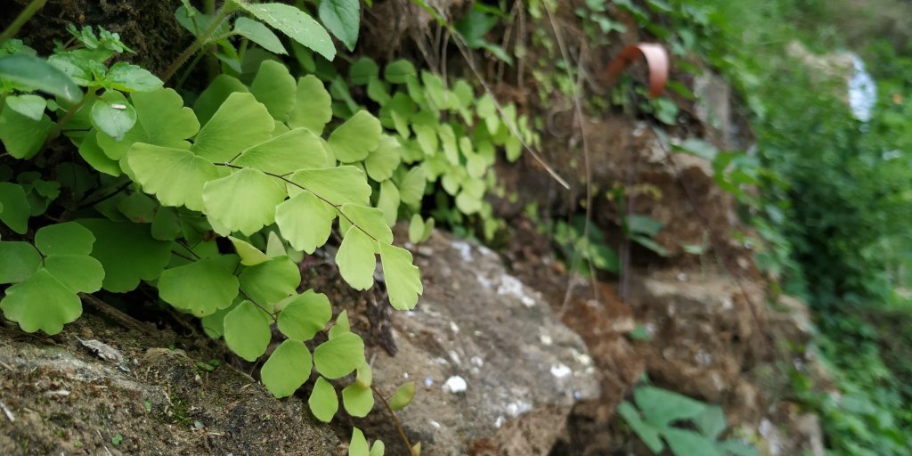 Adiantum lunulatum - pinnate leaf -  - Happy Botanist