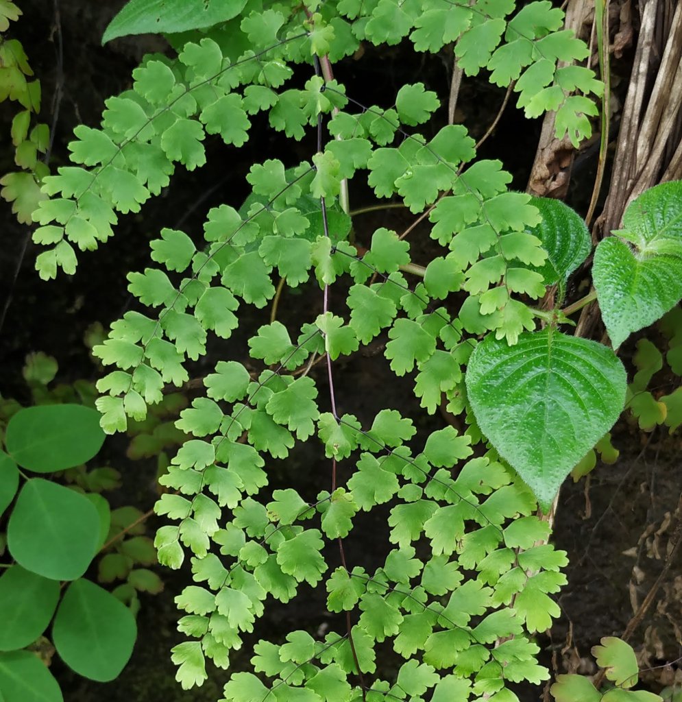 Adiantum concinnum - Bipinnate leaves - Happy Botanist