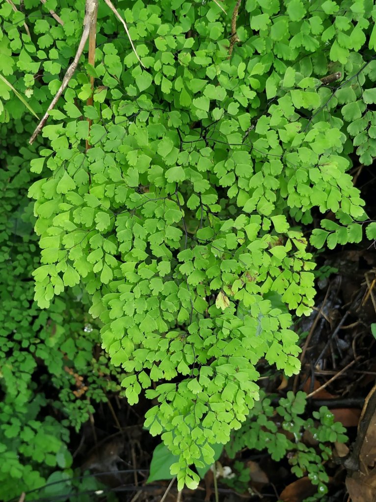 Adiantum - Tripinnate leaves - Compound Leaves