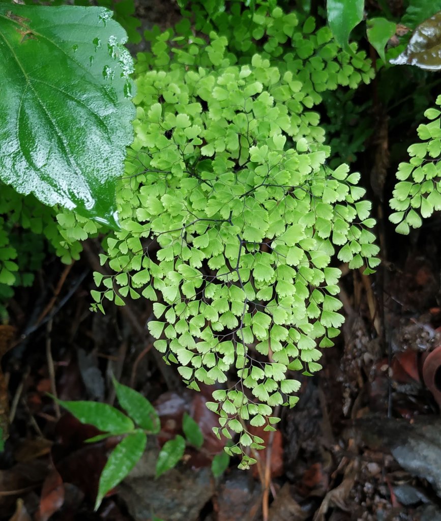 Adiantum - Quadrifoliate compound leaves