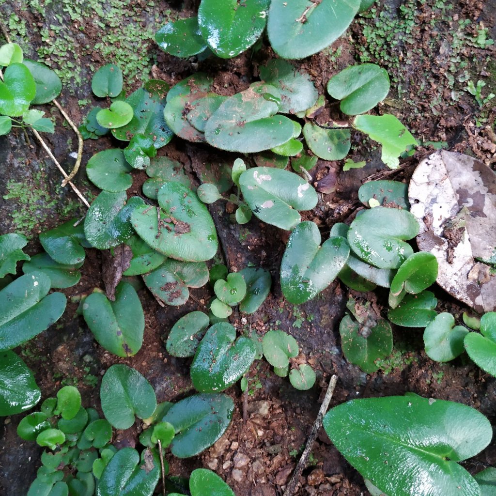 Hemionitis arifolia - Simple leaves - Happy Botanist